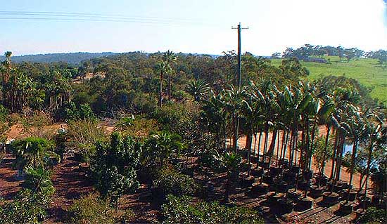 The Specimen Tree Nursery is located only an hours drive of Sydney.