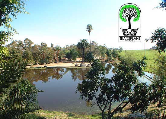 The Specimen Tree Nursery evolved as an off shoot of the transplanting business.From these beginnings the nursery has grown to its present 40 acres site near Sydney with many types of trees and palms. 