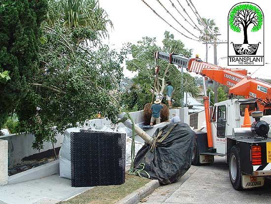 Often we were transplanting trees on site