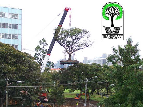 Tree Relocation, Tree Transplanting Sydney Wide